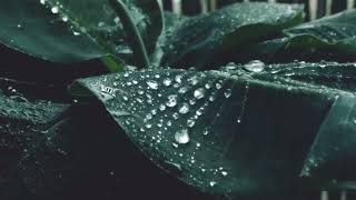 Beautiful scene of rain Monsoon Beautiful scene of rain Rain Video.বৃষ্টির সুন্দর দৃশ্য