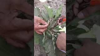 ਬੈਂਗਣ ਤੇ ਰਸ ਚੂਸਣ ਕੀੜਿਆਂ ਦਾ ਸਰਵੇ Filed Survey for Sucking Pests on Brinjal