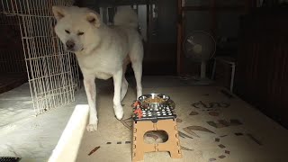 【秋田犬ゆうき】痒くてしんどい夏の皮膚炎中ですが食欲は戻って来ました【akita dog】