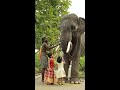 ആനയും കുട്ടികളും കളിക്കുന്നത് കണ്ടോ 😍😘 youtubeshorts elephant aana ആന animal aanapremi status