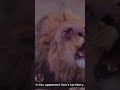 a lion facing three powerful lions😱😮 wildlife animals animals fight lion fight wildanimals