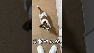 下がれの指示が出たけど待ちきれず父を無視する犬。ジャックラッセルテリアのさくら。#Shorts