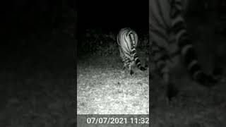 tiger crossing night time #tiger #shorts