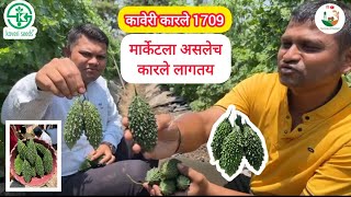 Kaveri Bitter Gourd 1709 कावेरी कारले 1709  जास्त उत्पन्न,रोगप्रतिकारक,मार्केटला सर्वाधिक मागणी वाण