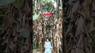 Tall Banana tree in Wayanad! இவ்வளவு பெரிய வாழை மரமா!  #shorts #travel #kerala #health #fruit