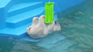 釧路動物園しろくまみるく^^♡ white bear in kushiro zoo