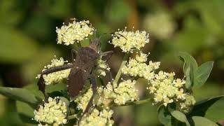 アシビロヘリカメムシ、ボタンボウフウの花を吸汁続き久米島ホタル館vlog美しい自然の景観