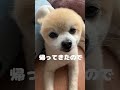 shorts ポメラニアン 日常 犬のいる生活 可愛い お散歩　 朝活　 vlog