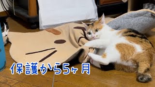 保護から5ヶ月後　家猫らしくなってきた三毛猫のおみけ