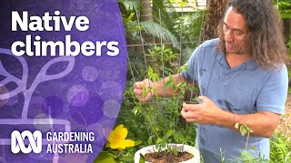 Native climbers  | Australian Native Plants | Gardening Australia