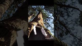 最強パワースポット \u0026最高の癒し　戸隠神社⛩奥社