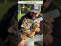 adopt abandoned tiger cub in snowstorm #tiger #animals #shorts