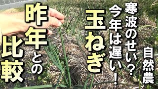 【自然農】寒波のせい？「玉ねぎ」の生育が遅い！昨年と比較しました　2024年1月7日【natural farming】