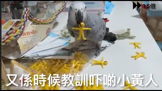 倀雞鸚 :教訓吓啲小黃人 #灰鸚鵡 #africangreyparrot