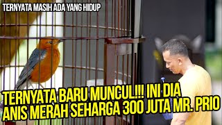 Bukti Nyata No Hoax, Mr  Prio Dulu Pernah Main Anis Merah