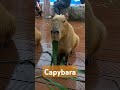 #capybara #memes #edit #cute