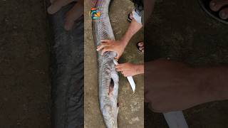 vaam fish 🐬 cutting with pota 𝚟𝚊𝚊𝚖 𝚏𝚒𝚜𝚑 | Fish Official vlogs |#shorts #trending