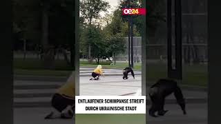 Entlaufener Schimpanse streift durch ukrainische Stadt #shorts