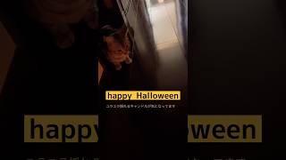 猫動画　ハロウィンを楽しむ猫ぼっちゃん　#ねこ #かわいい #ハロウィン #shorts