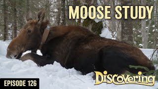 DISCOVERING | Moose Collaring Study - Part 1