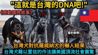 【感人故事】「美國竟然發生這樣的事！！」被比特犬群包圍的台灣犬奇蹟般的表現震撼全美上流社會