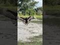 Flexible skill Eagle hunt bird of prey