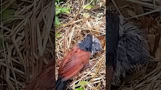 Greater coucal birds bring worms to feed their young while they sleep.