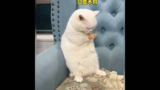 黑白貓睡醒多了一隻手 #cat #cute #迷惑 #寵物搞笑 #寵物的迷惑行為 #貓咪 #家人