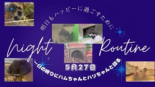 １日の終りにハムちゃんとハリちゃんと語る〜2024年5月27日