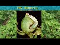 fmc benevia insecticide cotton లో రసం పిల్చు కాయ తొలుచు పురుగు లకు benevia