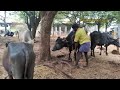 கடையம் மாட்டுச் சந்தை kadayam cow bull market tenkasi district @rajahaji pet s tamil