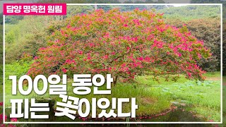 100일 동안 피우는 꽃이 있다 🌺 담양 명옥헌 원림