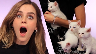 Emma Watson Plays With Kittens (While Answering Fan Questions)