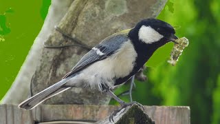 シジュウカラの餌運び (4K) /  Great Tit feeding