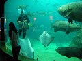 澎湖水族館餵魚秀片段