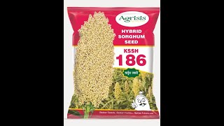 Kurnool Seeds Hybrid Jowar : KSSH-186 (Marathi) #hybrid #hybridsorghum #highyielding #jowar #video