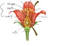 Angiosperm Life Cycle