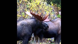 Big Boys of Canada's Moose Rut  #shorts