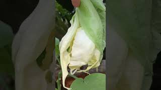 Brugmansia Shredded White VID 20240714 160253 #brugmansia #eesti #gardening