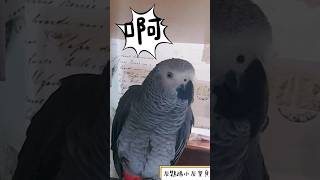 灰鸚鵡小灰寶貝說：啊rrr😂#小灰寶貝parrot #灰鸚鵡愛說話 #灰鸚鵡愛講話 #灰鸚鵡小灰 #灰鸚鵡小灰寶貝