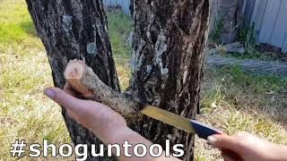 How to use the 3 cut method for pruning