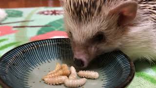 【咀嚼音ASMR？！】蛹を食べるはりねずみ　Hedgehog eating pupa of mealworms【ハリネズミ】