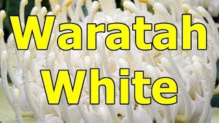 Waratah white - Telopea HD video 01