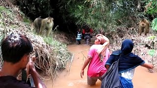 100 EKOR BERUK HUTAN LIAR DATANG SAAT BERBURU 1000 PENSI