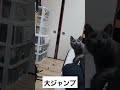 猫大ジャンプ shorts