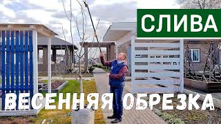 Формирующая обрезка сливы. Весенняя обрезка плодовых деревьев.