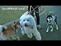 roku s friends in night ロクさんのお友達 20170119 dog コーギー 犬 shiba 柴犬 doge