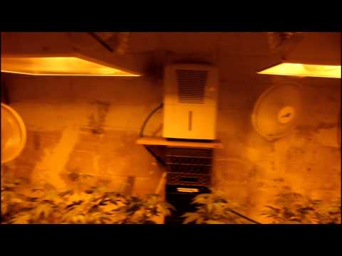 4000 Watt Flowering Room 4000 Watt Flowering Room