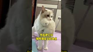 猫咪隐藏的冷知识，你知道都有什么吗，想养猫的一定要看完这个视频#猫咪 #帮粉丝淘猫   抖音