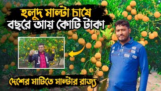 দেশের মাটিতে হলুদ মাল্টার রাজ্য | ইয়েলো কিং মাল্টা | হলুদ মাল্টা চাষ পদ্ধতি | Yellow King Malta